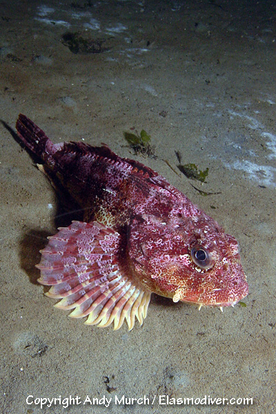 Red Irish Lord Pictures images of Hemilepidotus hemilepidotus